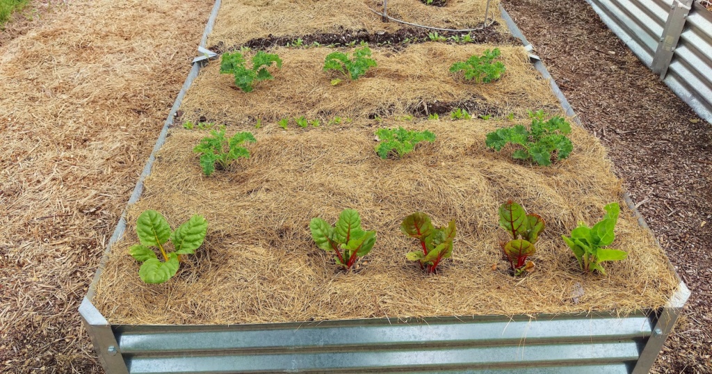 N&C Midwest: May 2019 Chard_10