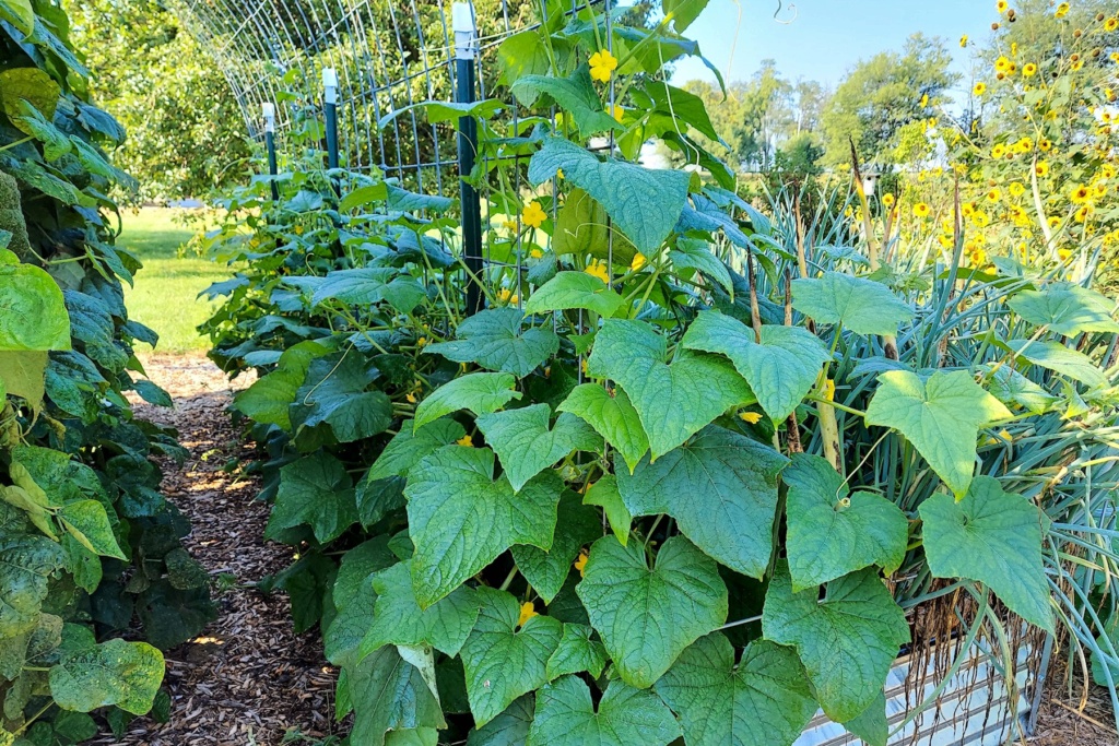 N&C Midwest August 2021 Cucumb27