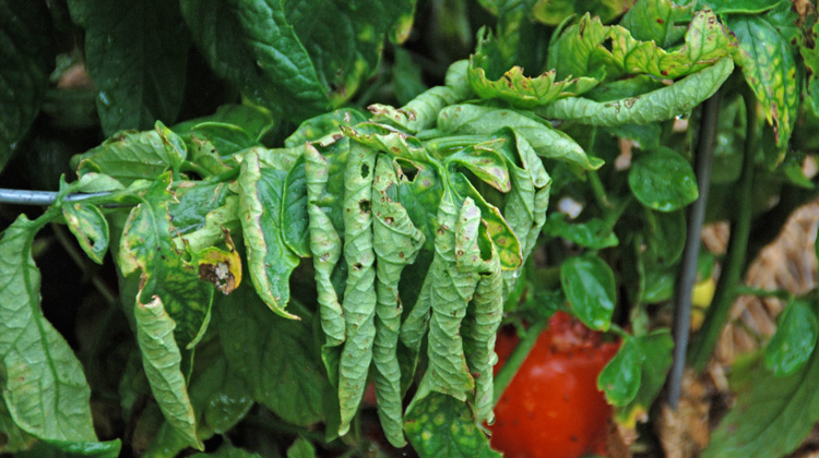 Tomato Problems - Help! Curled10