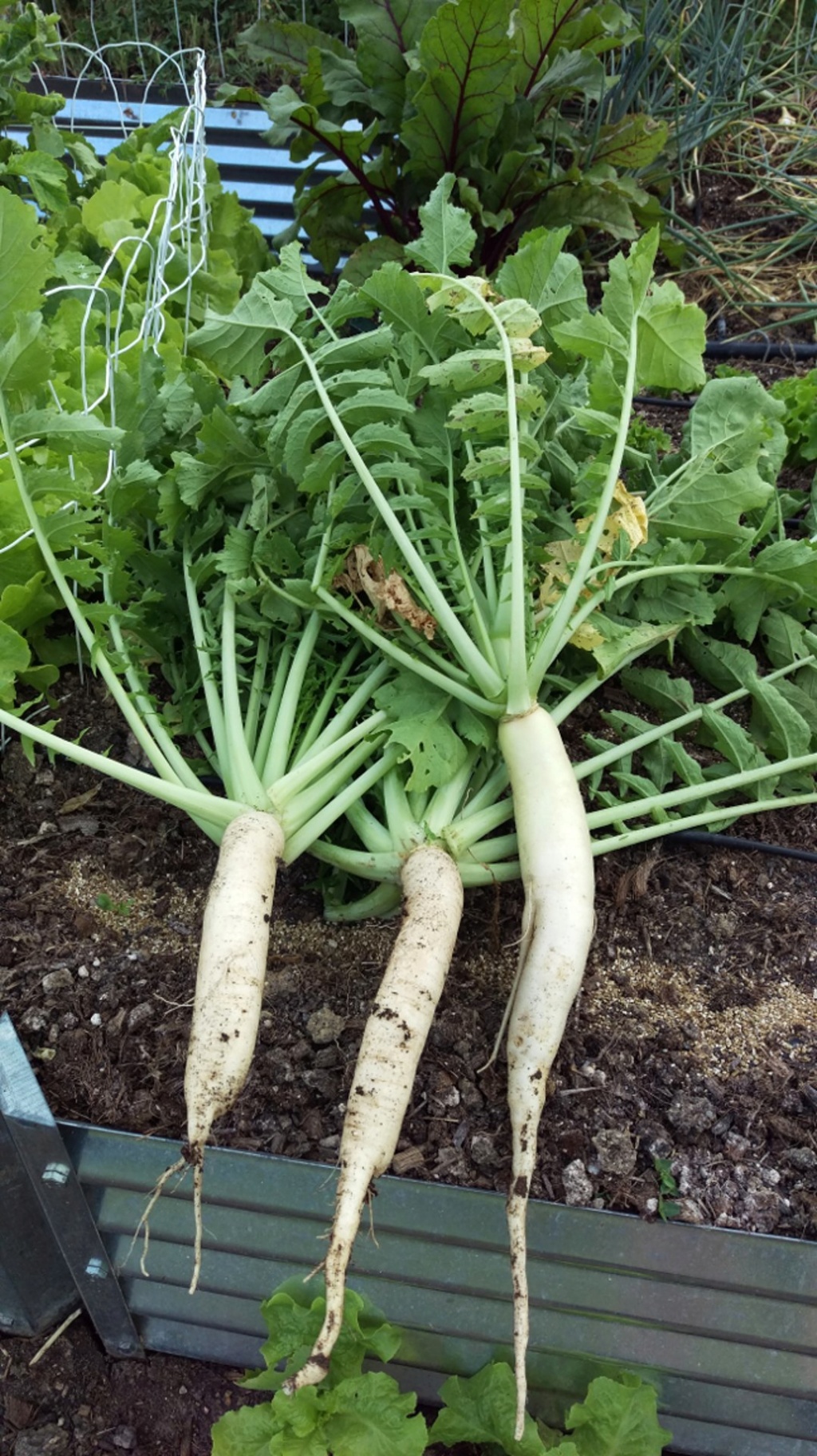 July 2019 Northern and Central Midwest –SUMMER!!! - Page 2 Daikon10