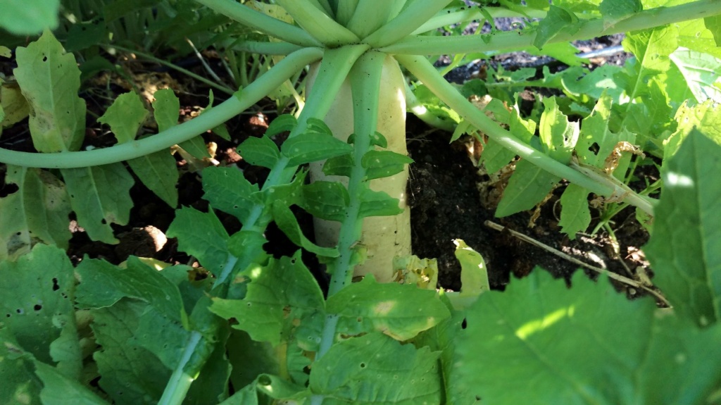 crop rotation - OhioGardener SFG - Page 4 Daikon18