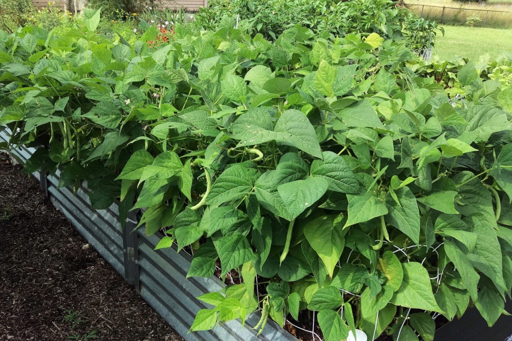 July 2019 Northern and Central Midwest –SUMMER!!! - Page 2 Green_12