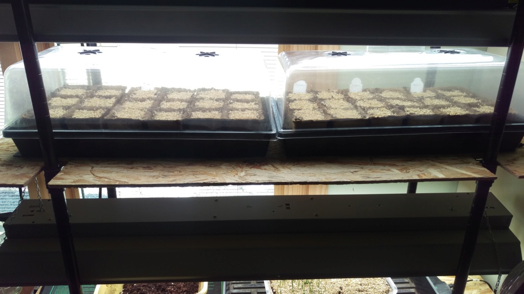 Issues with starting seed indoors... Imag4511