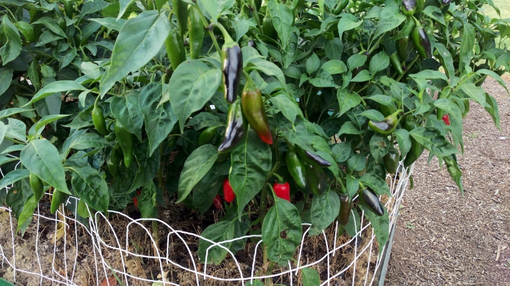 The SFG journey-pepper plants growing beyond containment cage Jalape19