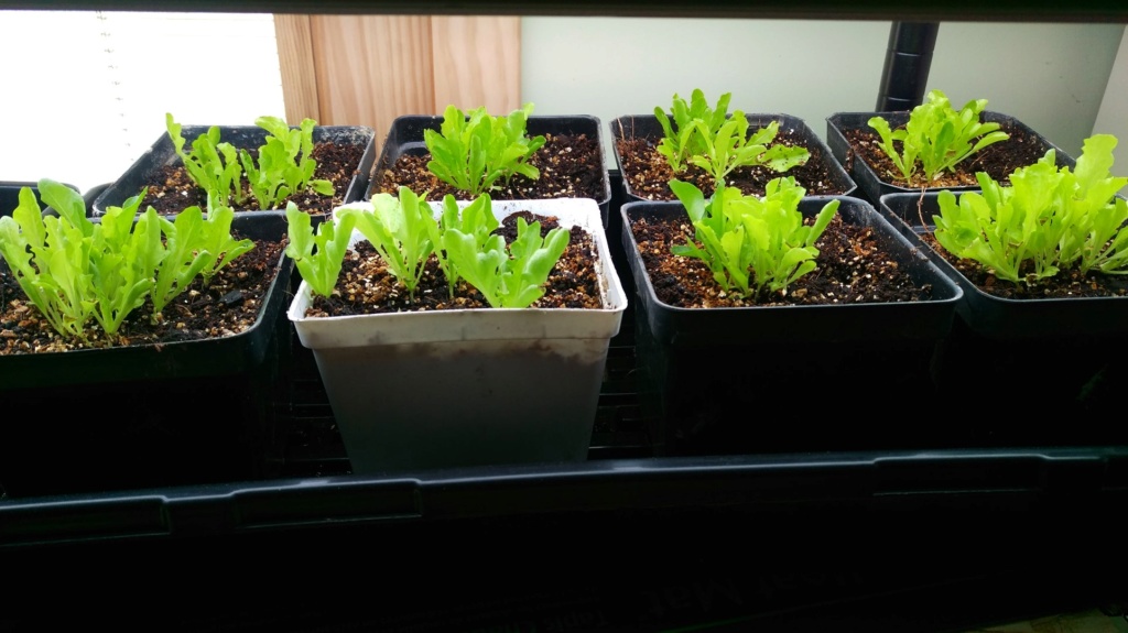 N&C Midwest: January/February 2019! Lettuc12