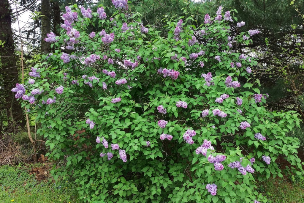 N&C Midwest: May 2019 Lilacs10
