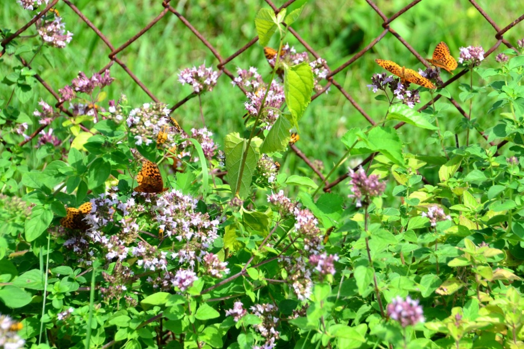 Why I love Oregano in the garden. Meadow10