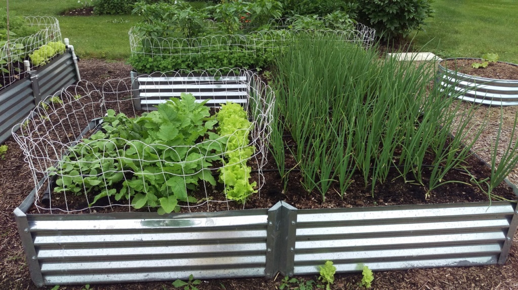 N&C Midwest: June 2019! Onions13