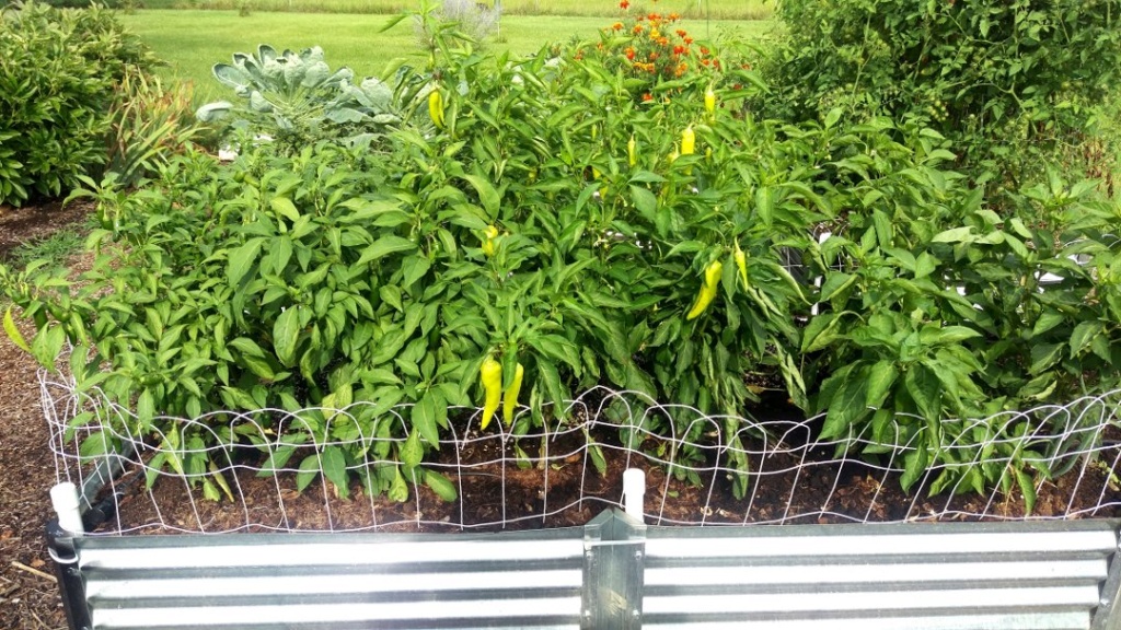 Peppers in prime production Pepper10