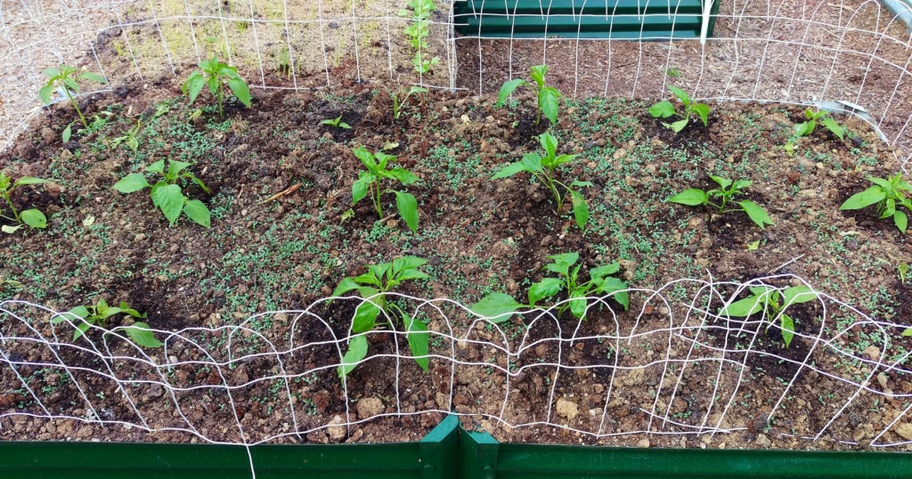 N&C Midwest: May 2019 Pepper16