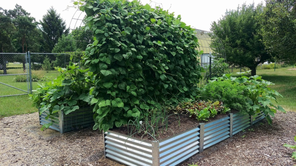 trellis & Green Beans Pole_b15