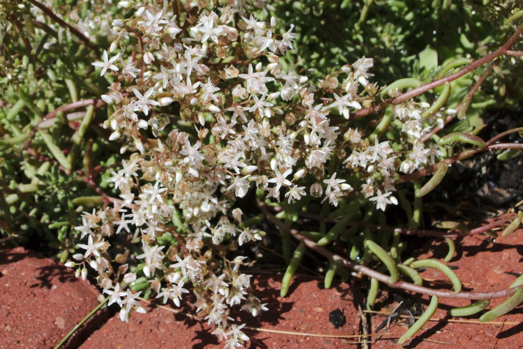 Alyssum Seeds Started Red_ic11