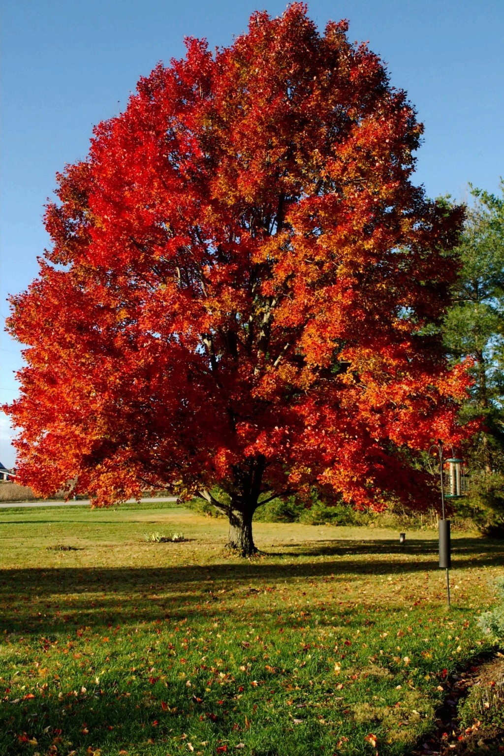 November Avatar: "Fabulous Fall!" Red_ma11