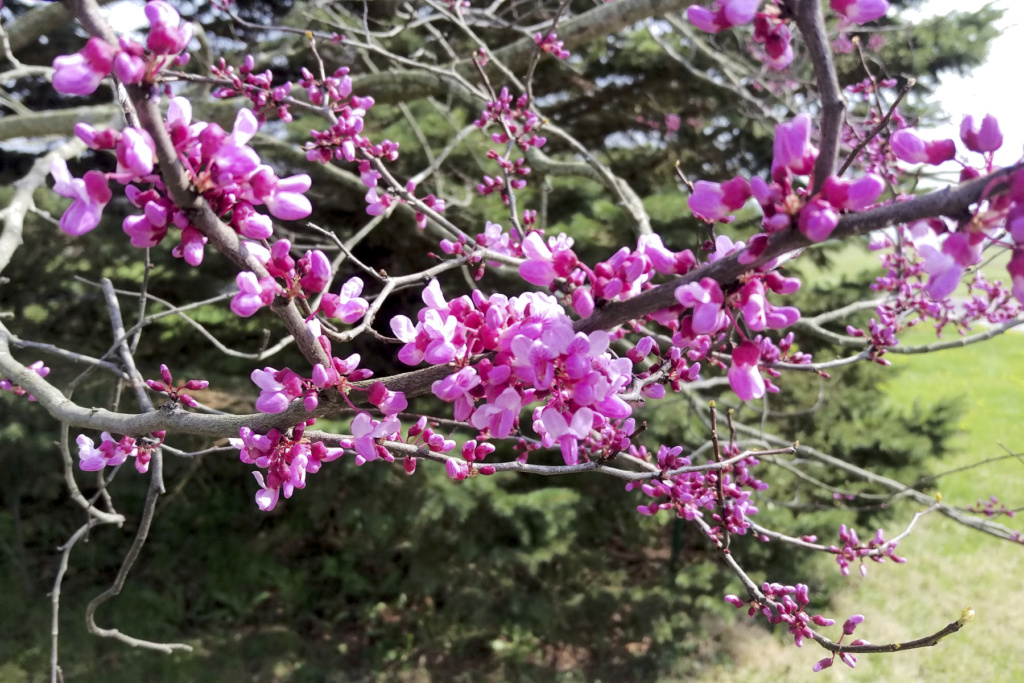 new eastern redbud looks like it might need attention Redbud15