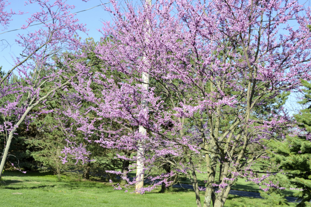 new eastern redbud looks like it might need attention Redbud16