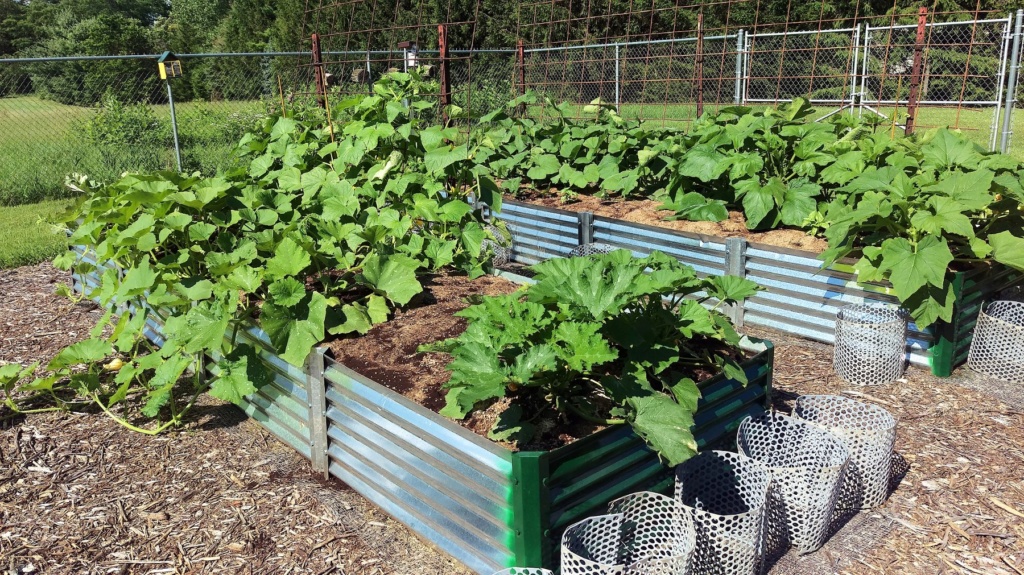 N&C Midwest: June 2019! - Page 2 Squash14