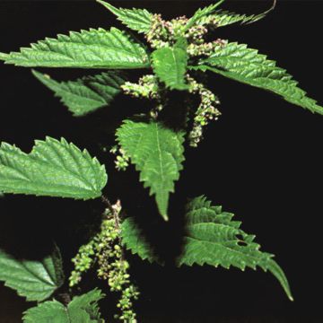 weed plant that has caused some frustration around the yard Stingi10