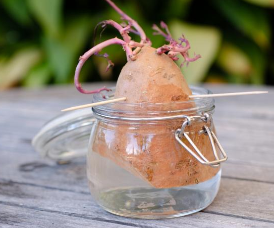 potato - Sweet Potato Slips - Buy or Grow? Sweet_10