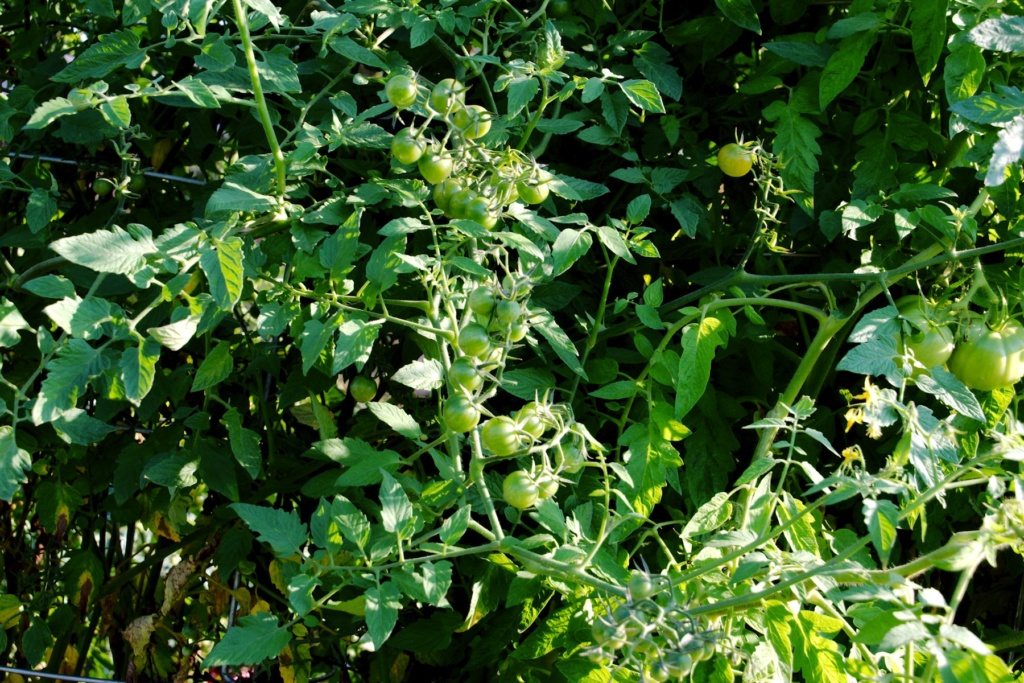 N & C Midwest: August 2018 Tomato17