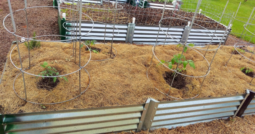 N&C Midwest: May 2019 Tomato24