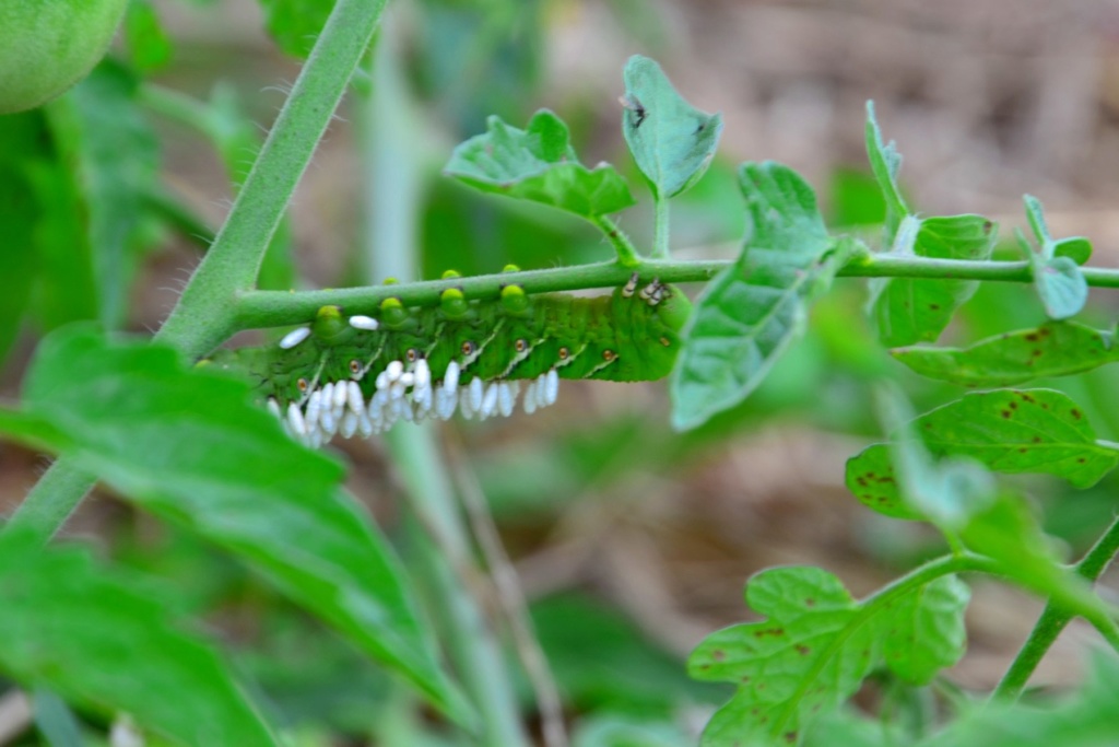 What is this creature that ate my pepper plant? Tomato29