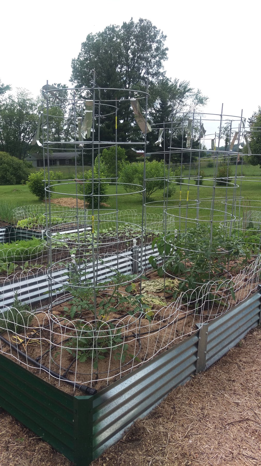 N&C Midwest:  June 2019! Tomato30