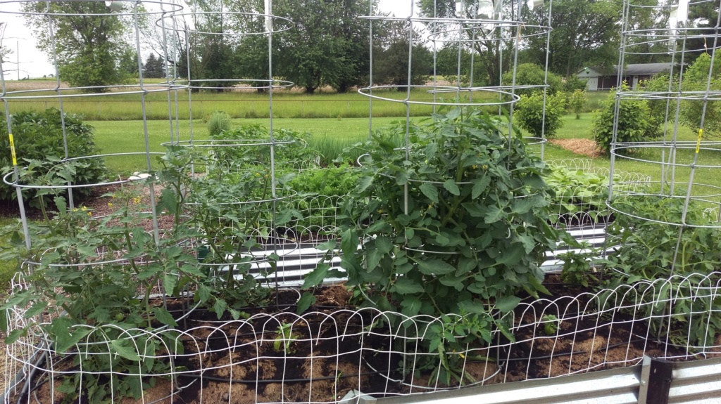 N&C Midwest: June 2019! Tomato32