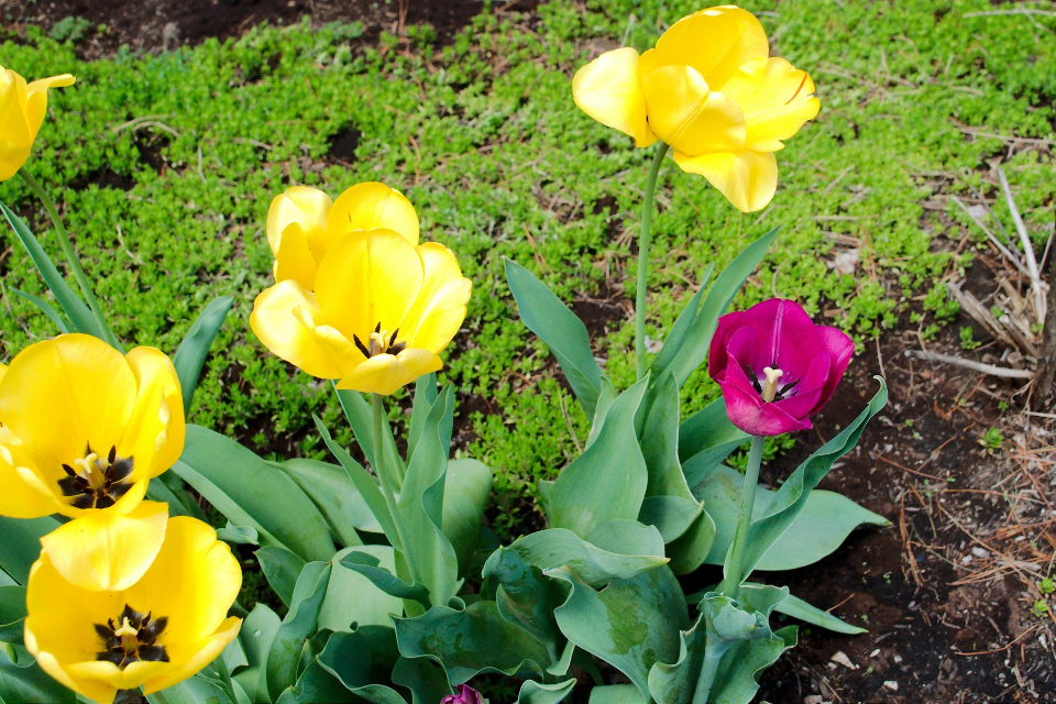 N&C Midwest:  April is here! 2019 Tulips13