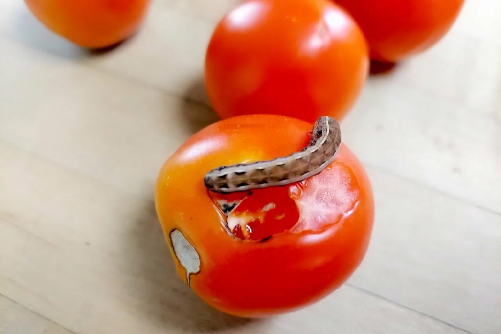 Worm On Tomato? Worm_o10