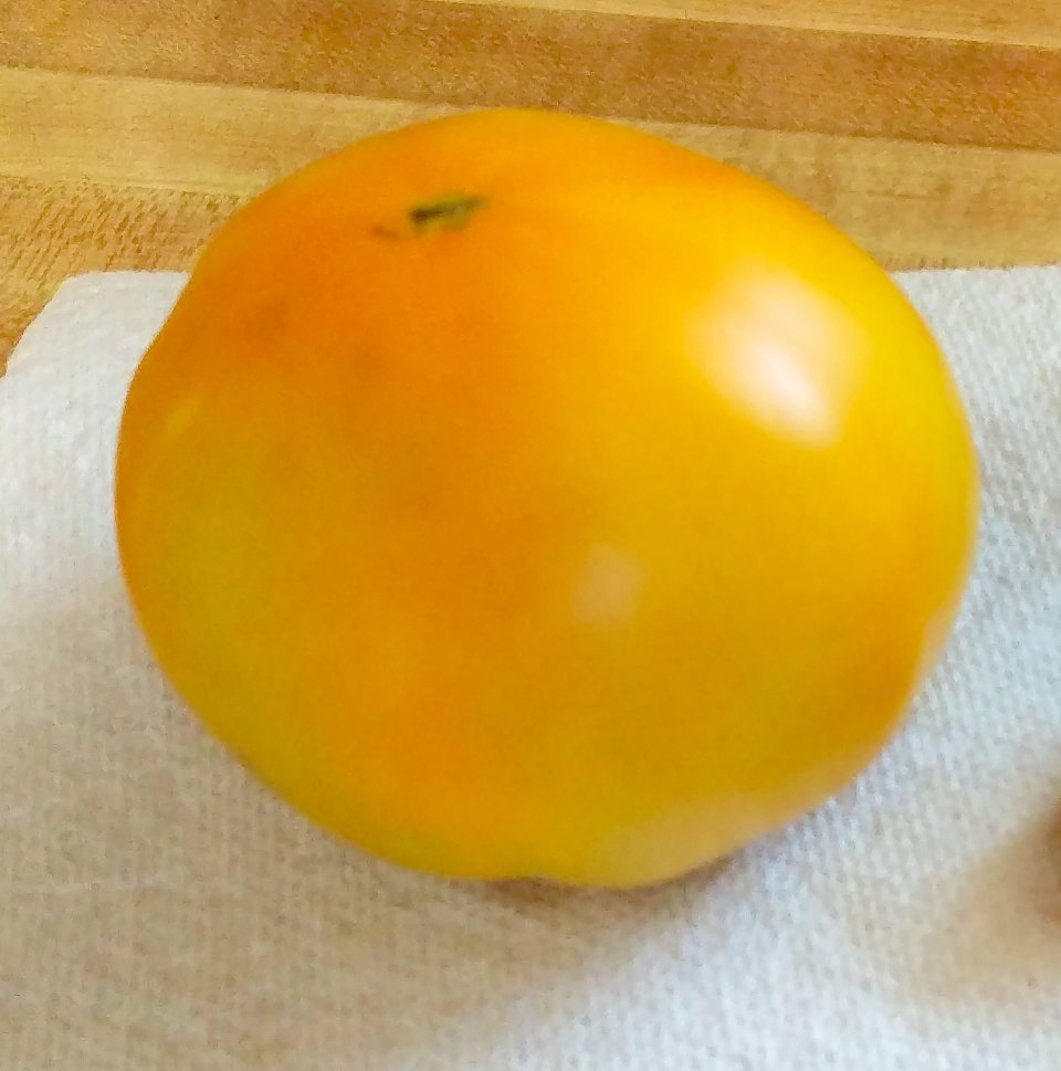 Tomato Tuesday - 2020 Yellow15