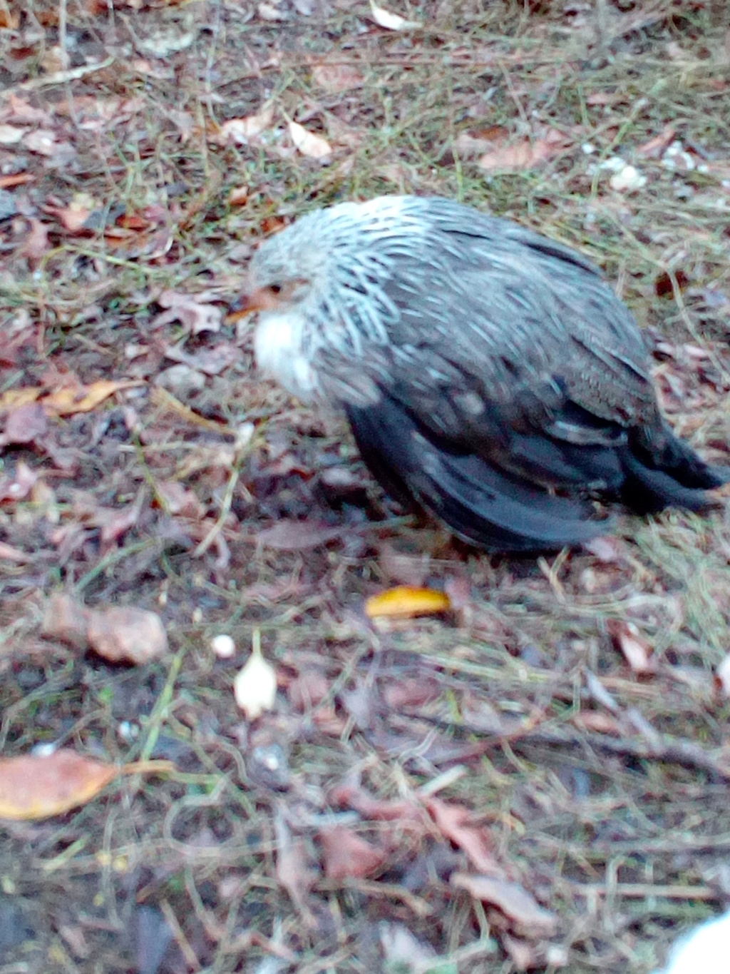 Poulette constamment en boule Img_2016