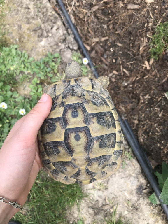 identification de mes tortues Image23