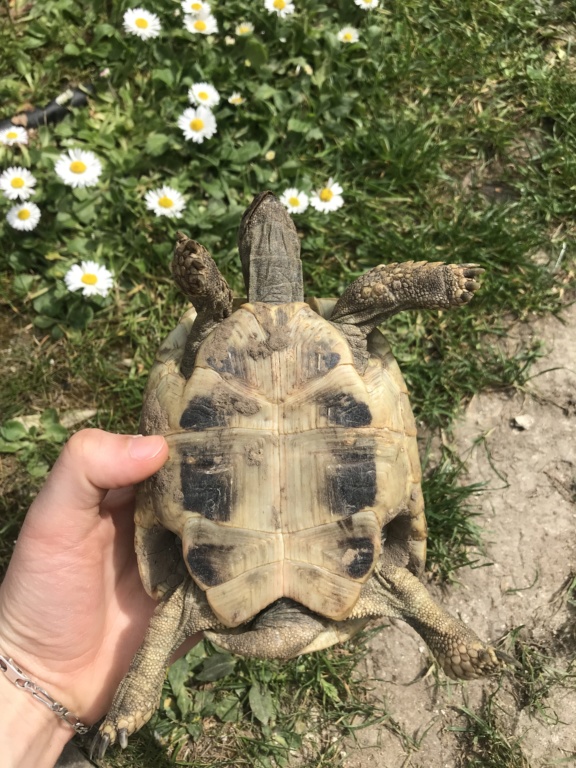 identification de mes tortues Image28