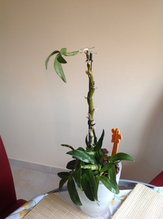 Was mache ich mit dieser Dendrobium Orchidee? Img_4012