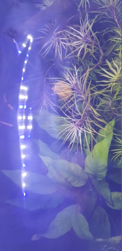 Eau surface aquarium grasse. 20190515