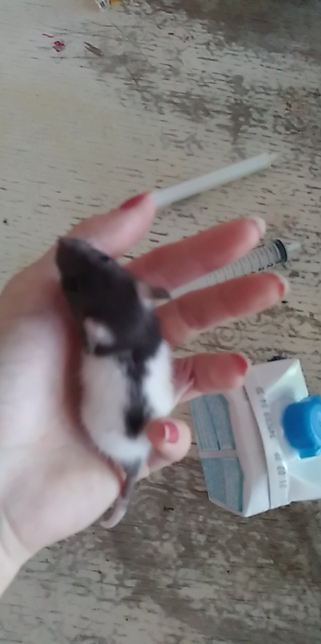Mon ratou ne grandit pas  Snapch11