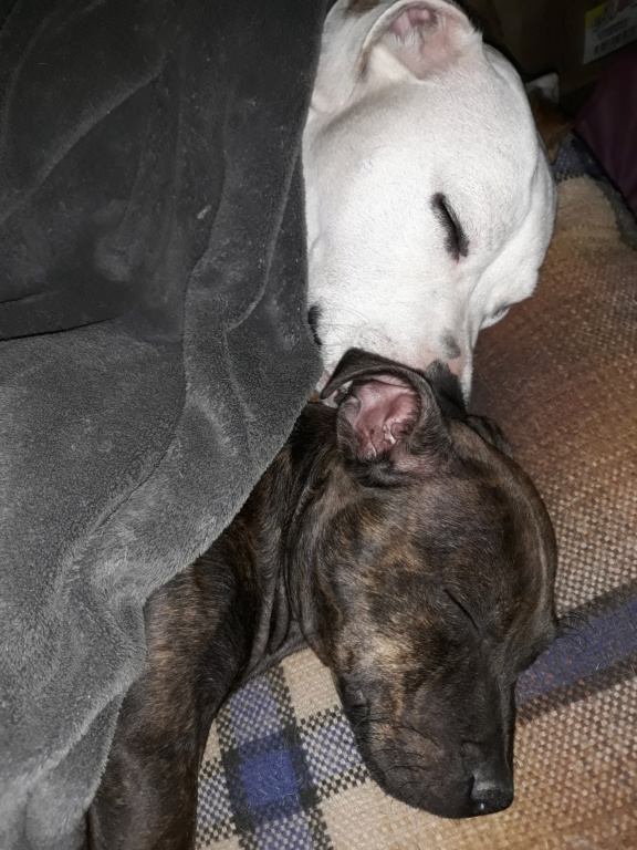 Assessing if this girl.is a staffy 20190910
