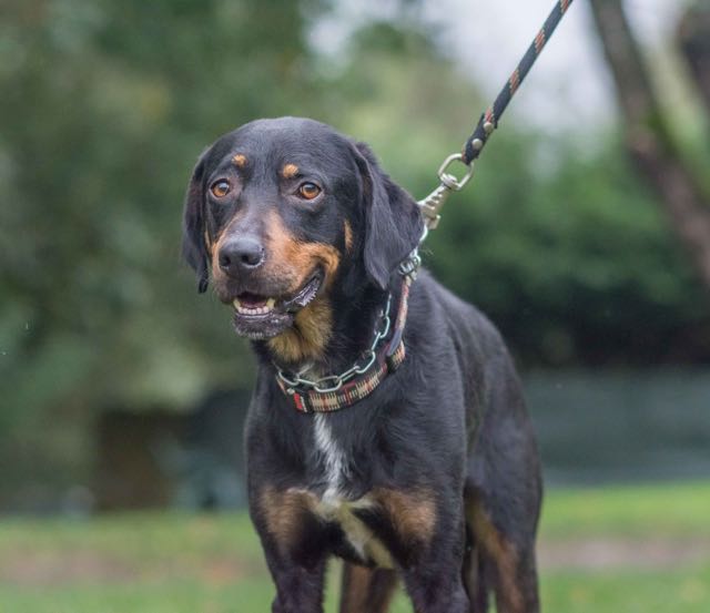 Athos mâle croisé beauceron né en 2014 (dpt44) Athos210