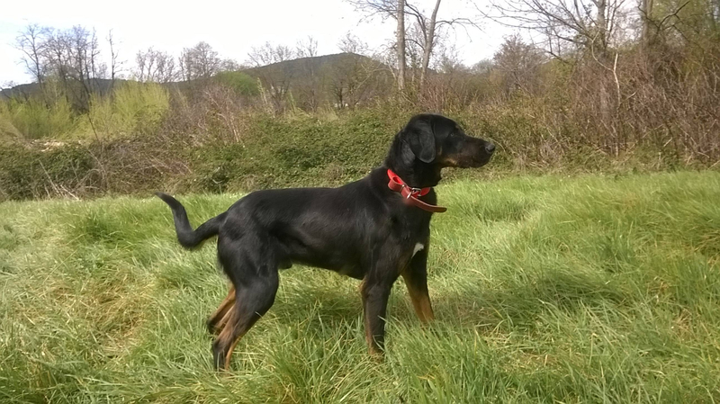 Ayrton mâle beauceron né en juillet 2016 Ayrton11