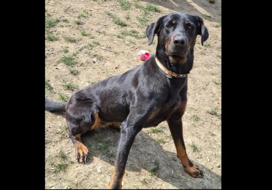 Diana femelle beauceron née en octobre 2014 Diane10