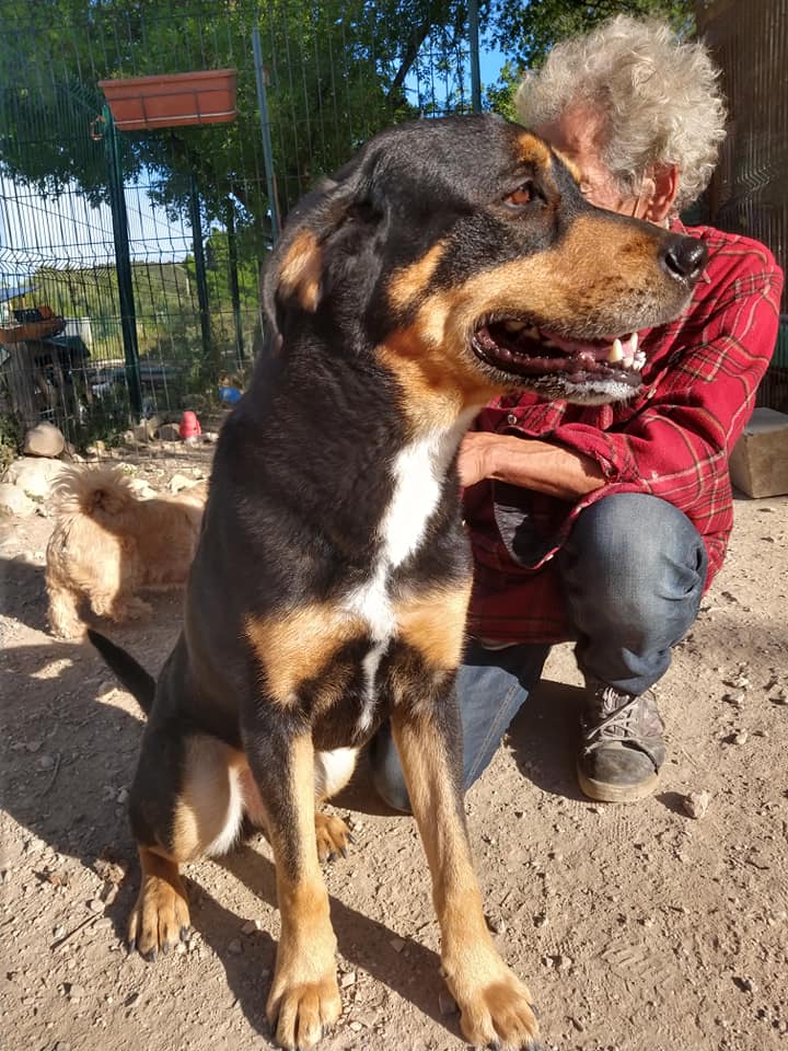 Gamin mâle croisé beauceron né en 2013 Gamin210