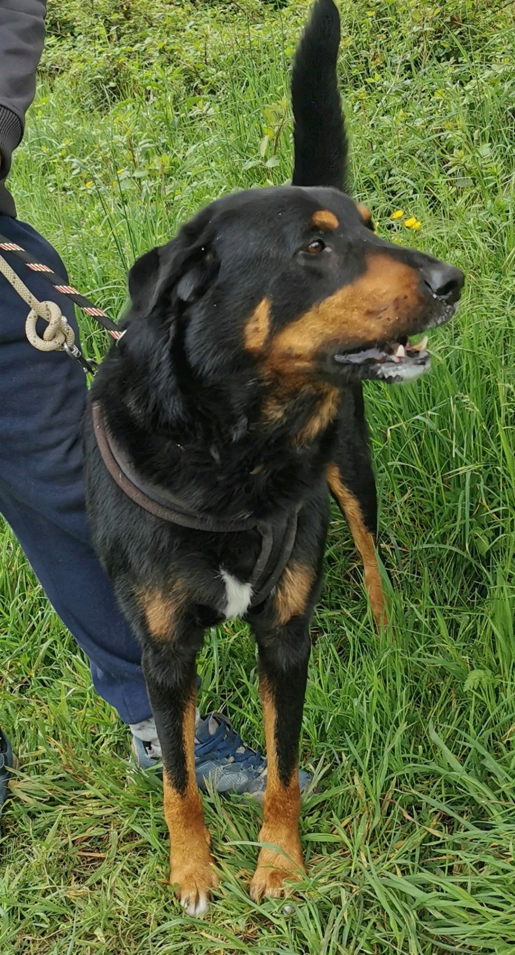 Jules mâle croisé beauceron né en décembre 2014 Jules110