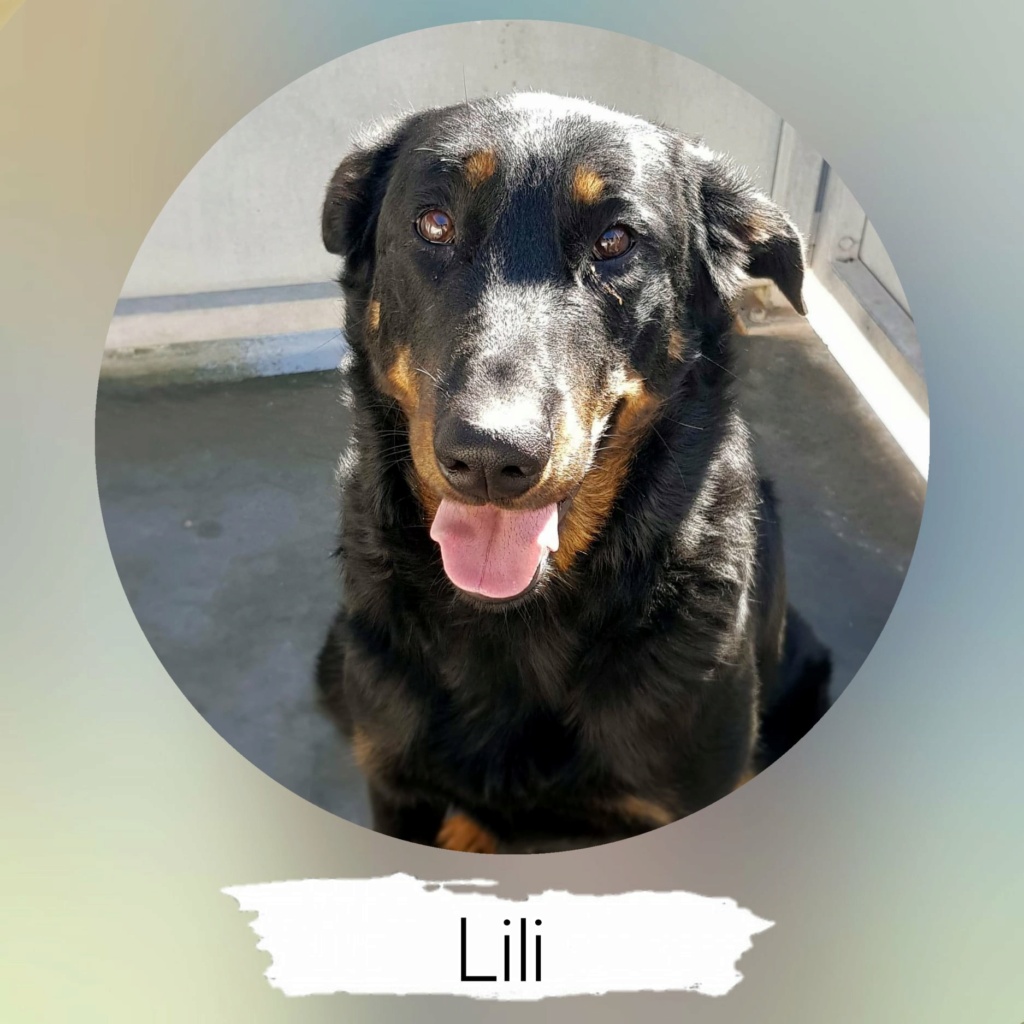 Lili femelle beauceron née en septembre 2019 Lili10