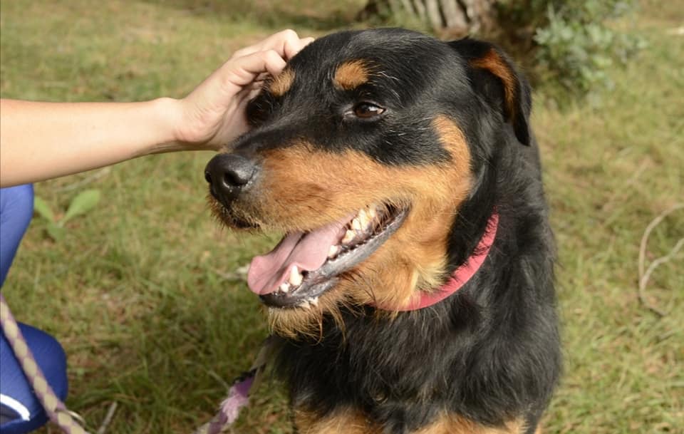 Max 7 ans de refuge ! mâle croisé beauceron griffon né en mai 2013 (dpt06) Max111