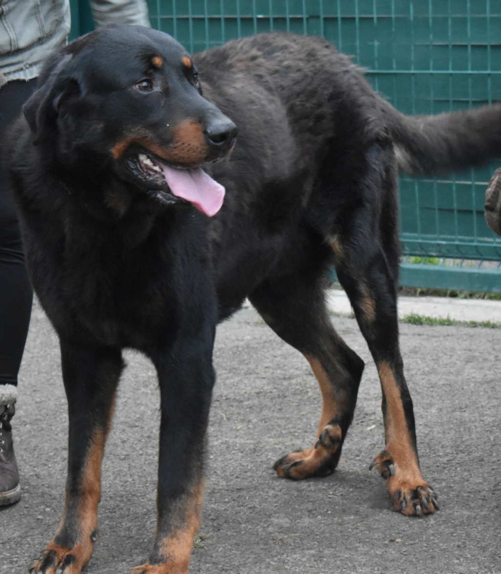 Poky mâle beauceron né juin 2019 Poky110