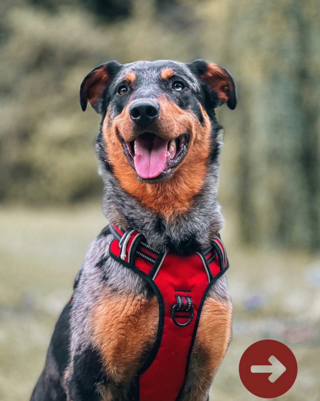 Seltik magnifique mâle croisé beauceron/berger de savoie né 07/2021 Seltik10