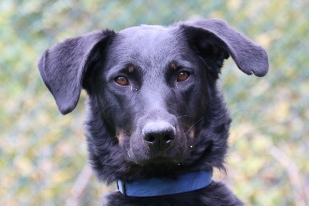 Stella femelle beauceron née en 2019 Stella12