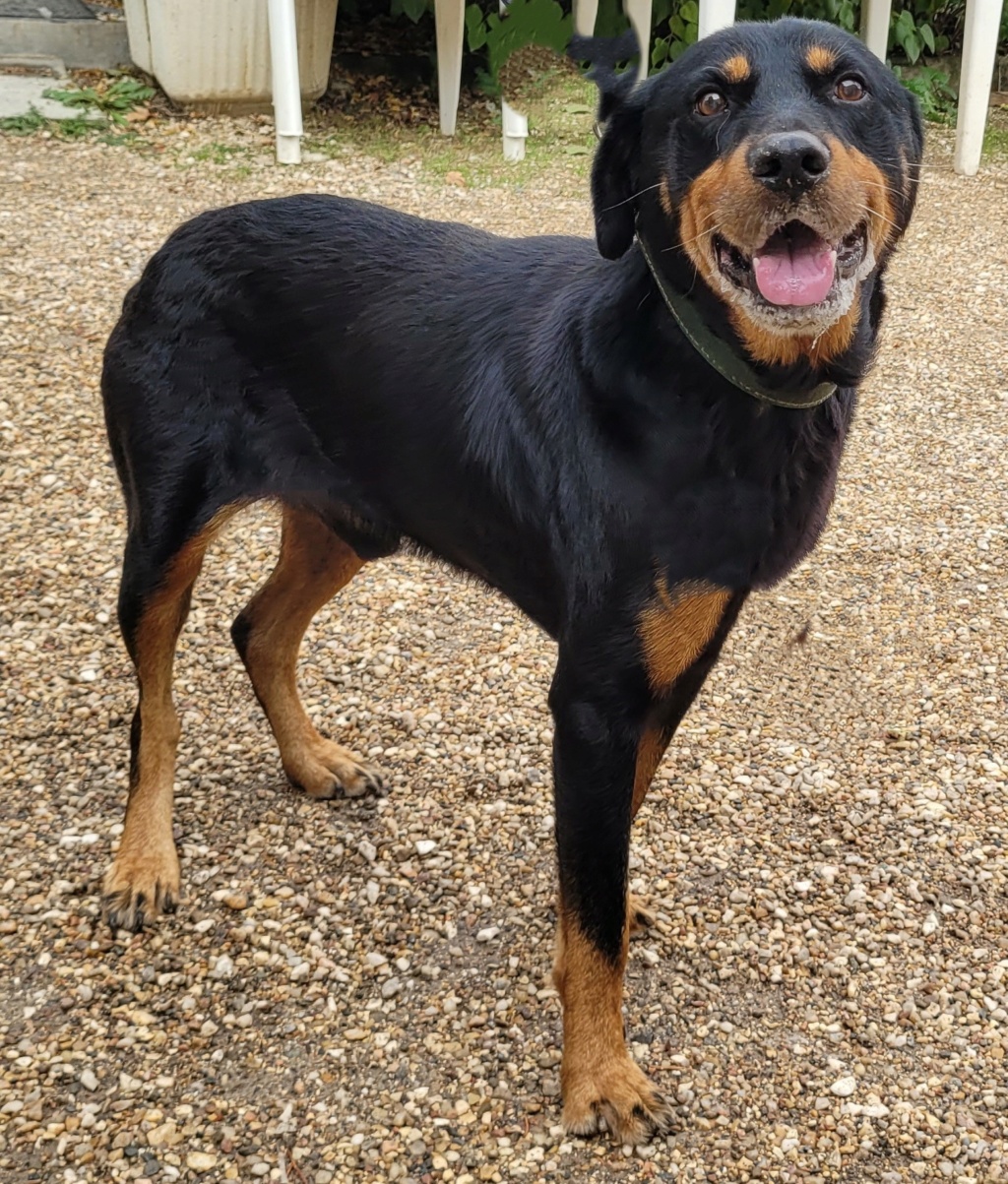 Ticoeur mâle croisé beauceron né en janvier 2013 Ticoeu10