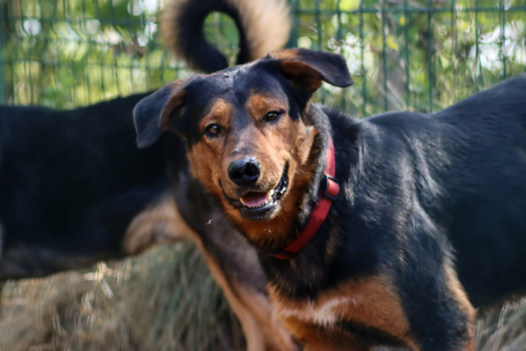 Tintin mâle croisé beauceron né en janvier 2019 Titin10