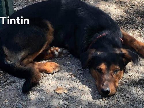 Tintin mâle croisé beauceron né en janvier 2019 Titin110